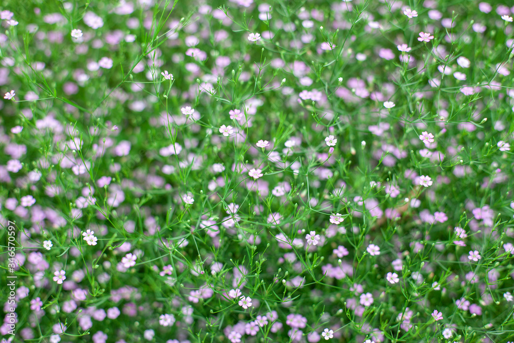 a lot of small spring flowers