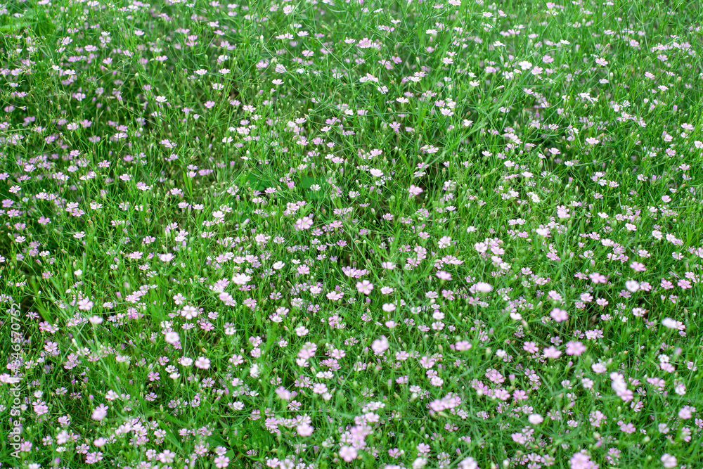 a lot of small spring flowers