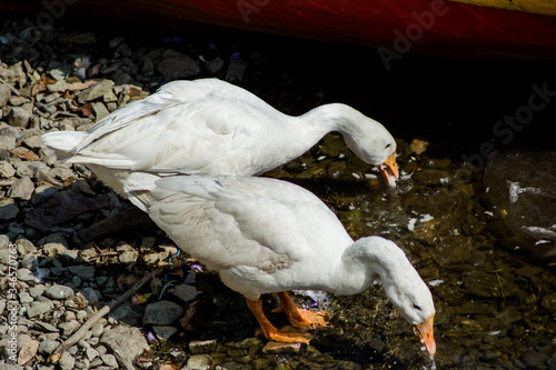 ducks swimming in the water in Beautiful Bhimtal lake of Nainital Uttarakhand
 photo