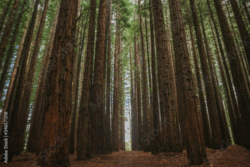 Big, tall trees in a forest.