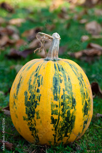 Yellow-green striped pumpkin on the green grass. Yellow autumn leaves in the background. Vertical photo with a bright pumpkin with place for text.