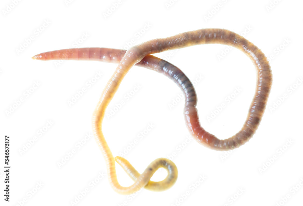 Earthworm on a white background. Earthworm on a white background.