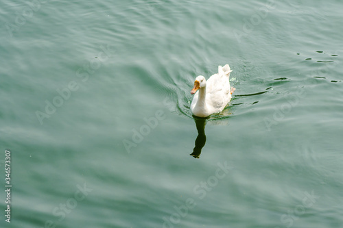 ducks swimming in the water in Beautiful Bhimtal lake of Nainital Uttarakhand
 photo