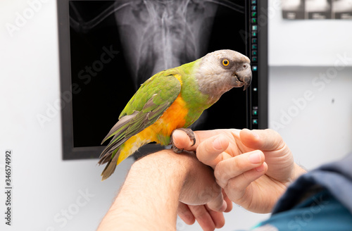vet and bird