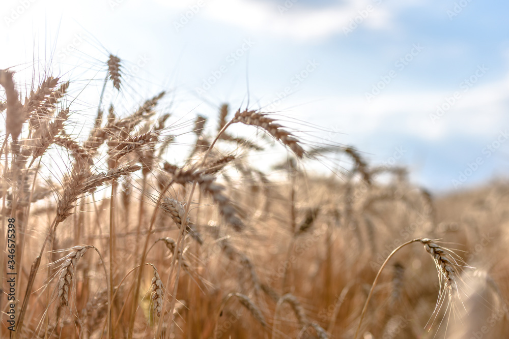 Ripe grain on the meadow. Harvest corn. Agricilture. Ripe grain on the meadow. Harvest corn. Agricilture.