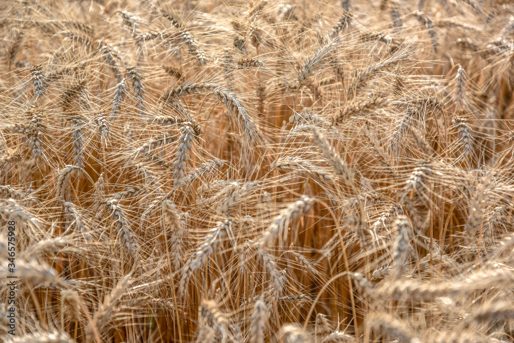 Ripe grain on the meadow. Harvest corn. Agricilture. Ripe grain on the meadow. Harvest corn. Agricilture.