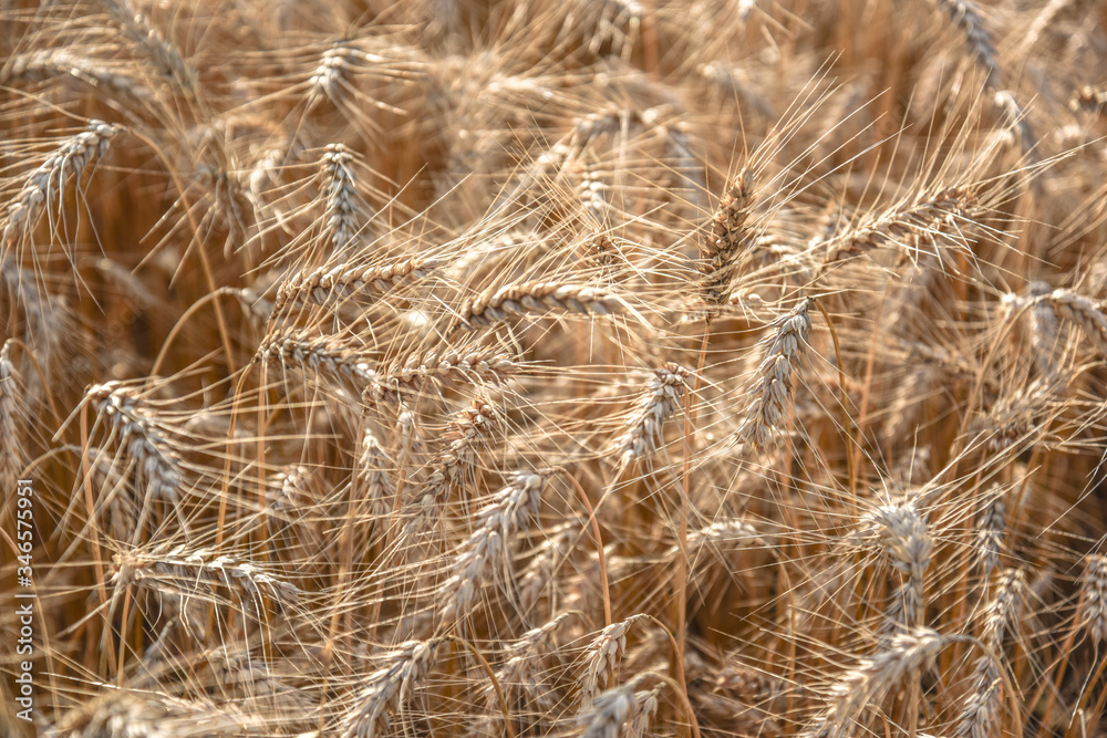 Ripe grain on the meadow. Harvest corn. Agricilture. Ripe grain on the meadow. Harvest corn. Agricilture.