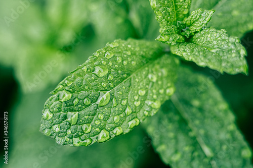 Close up sur des feuilles de menthe verte avec des gouttes de rosée photo