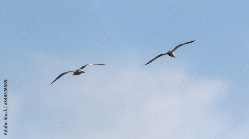 Two seagull birds fly in the sky. Two seagull birds fly in the sky.