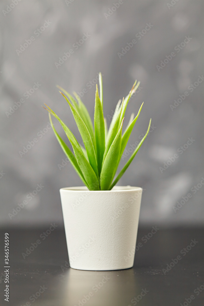 Fototapeta premium Indoor plant on wooden table and gray wall. Close up