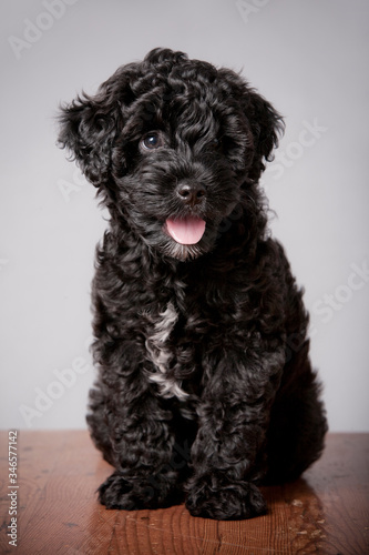 Black cute poodle puppy sitting on wood