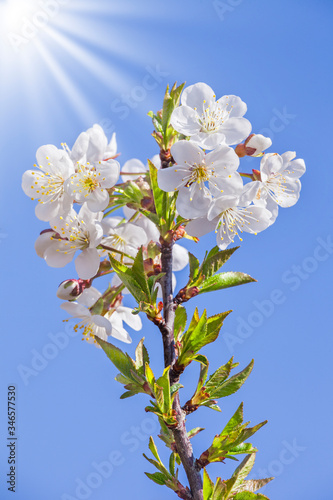 Cherry blossoms. Branch with flowers on of blue sky.