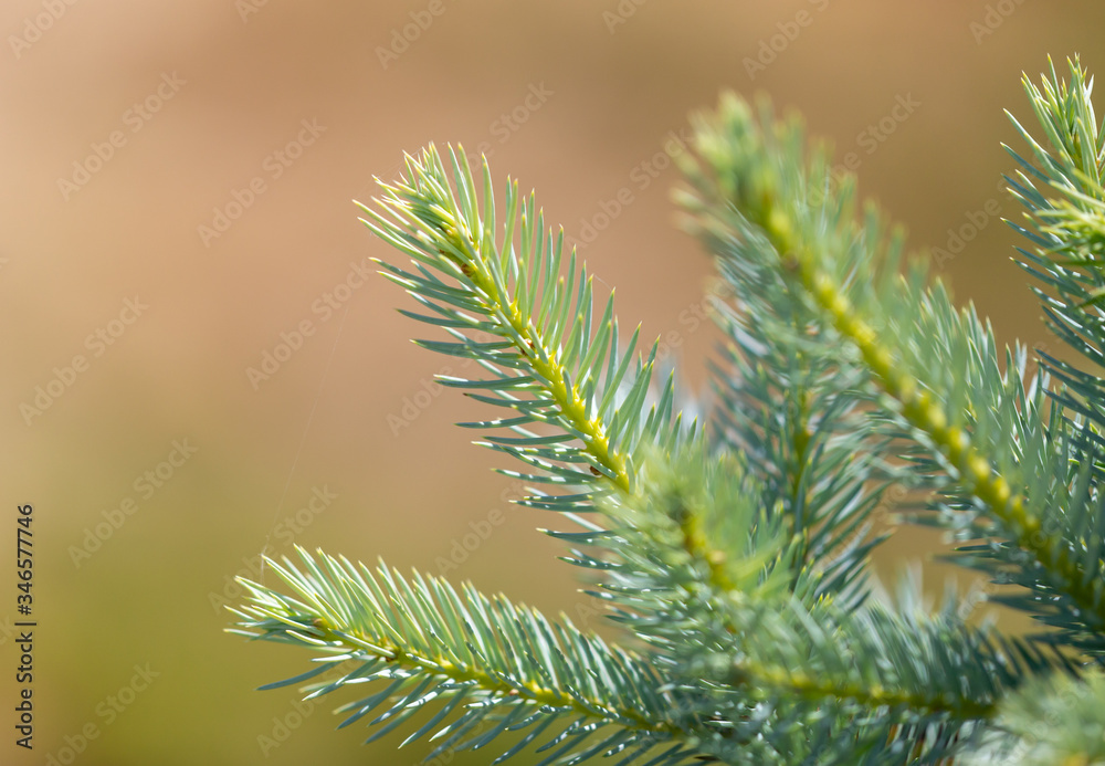 Green coniferous tree branch in the park Green coniferous tree branch in the park