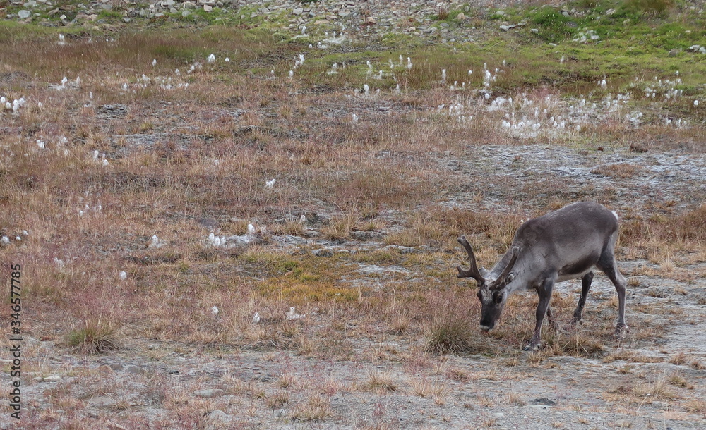 Naklejka premium archipel du Svalbard en Norvège (Spitzberg)