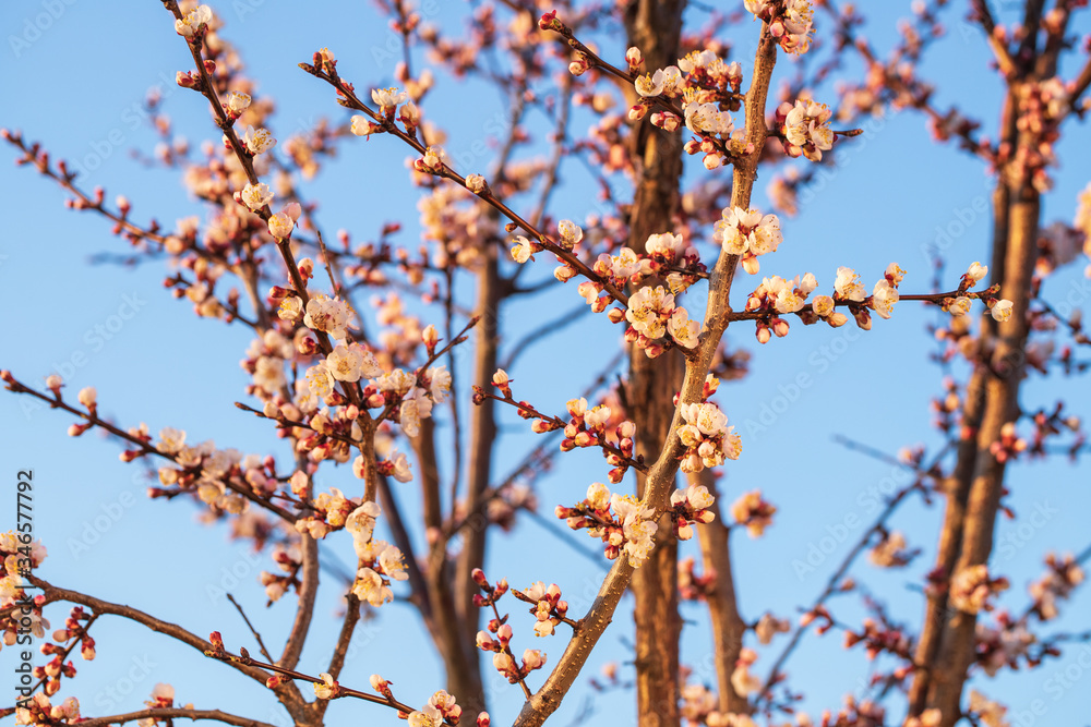 Flowers On Branches On Background Of Blue Sky Close Up. Flowers On Branches On Background Of Blue Sky Close Up.