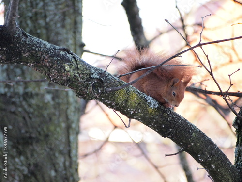 Eichhörnchen © Fiene