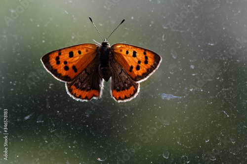 Face dorsale du papillon cuivré commun ou bronzé © galaad973