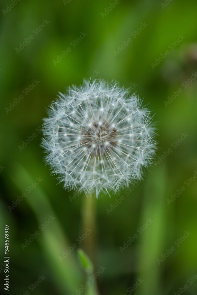 Dandelion - a beautiful close up with macro lens Dandelion - a beautiful close up with macro lens