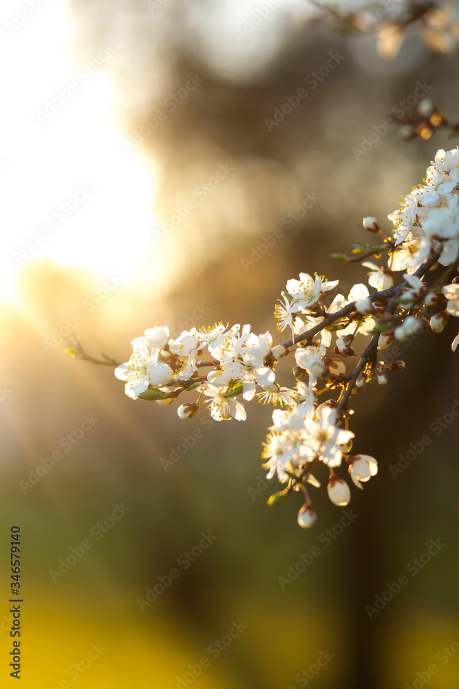 cherry blossom in the morning cherry blossom in the morning