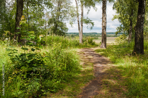 Path in the grove in summer