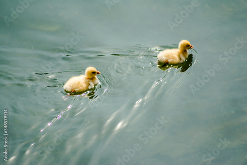 ducks swimming in the water in Beautiful Bhimtal lake of Nainital Uttarakhand
 photo