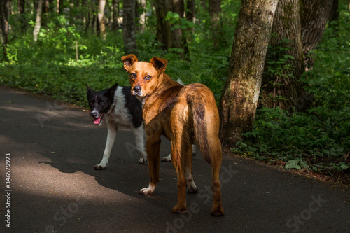 
stray dogs walk in the park
