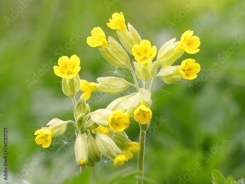 Primula veris cowslip, common cowslip, cowslip primrose a herbaceous perennial flowering plant in the primrose family Primulacea
 photo