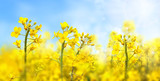 Agricultural field with rapeseed plants. Rape flowers in strong sunlight. Oilseed, canola, colza. Nature background. Spring landscape. Macro photo. 