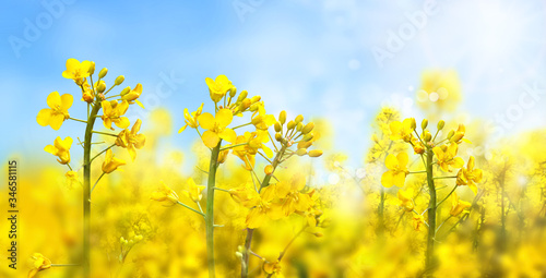 Agricultural field with rapeseed plants. Rape flowers in strong sunlight. Oilseed, canola, colza. Nature background. Spring landscape. Macro photo. 