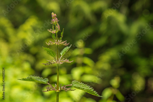 Stinging Nettle in Forest