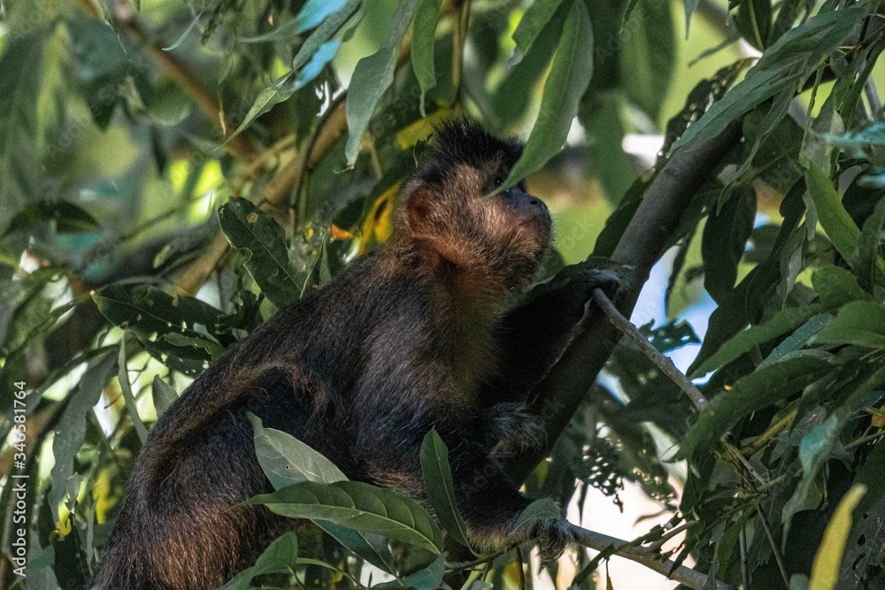 Capuchin monkey in nature Capuchin monkey in nature