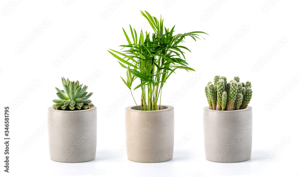Decoration plant on concrete pot Decoration plant on concrete pot