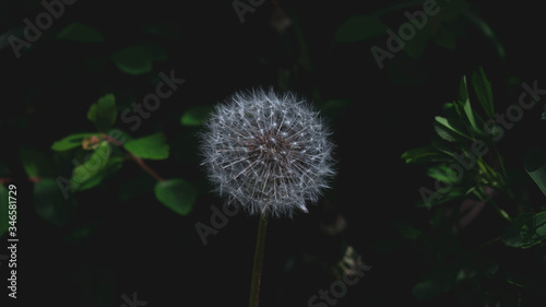 Dandelion in the dark garden