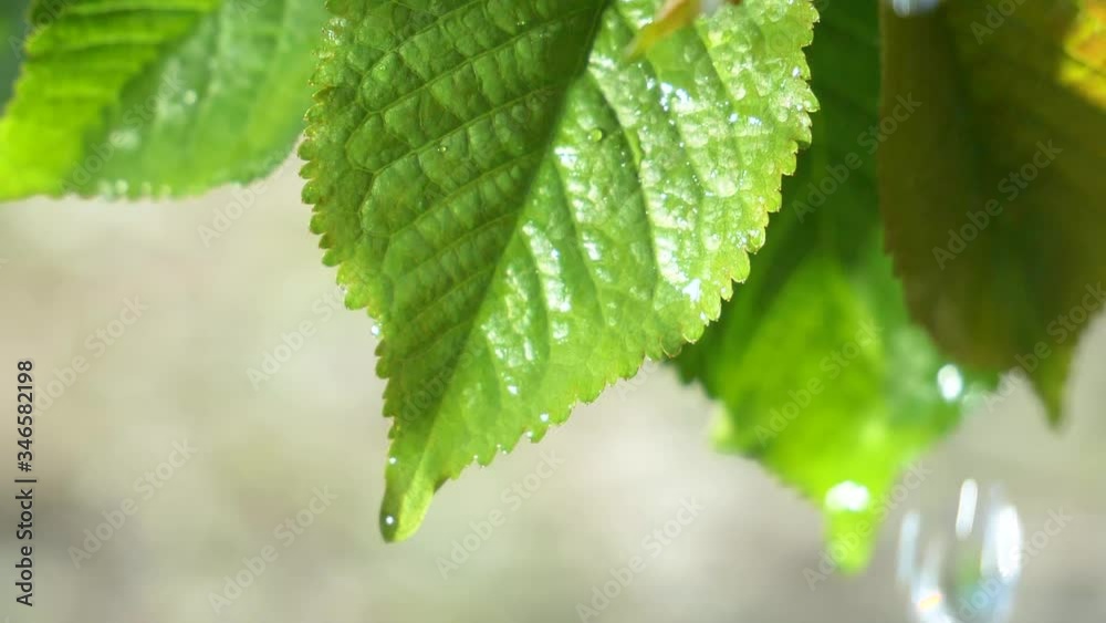 A green leaf with a slowly flowing drop of water. A green leaf with a slowly flowing drop of water.