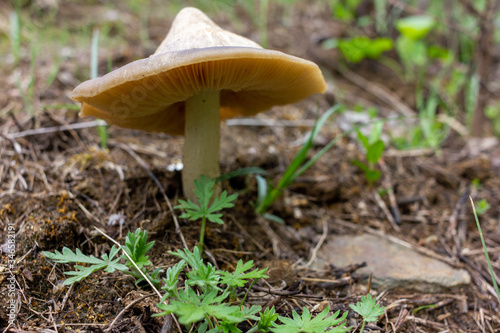 Lamellar fungus on the lawn in spring undergrowth. Small mushroom seen from below (visible lamellae of the fungus). 