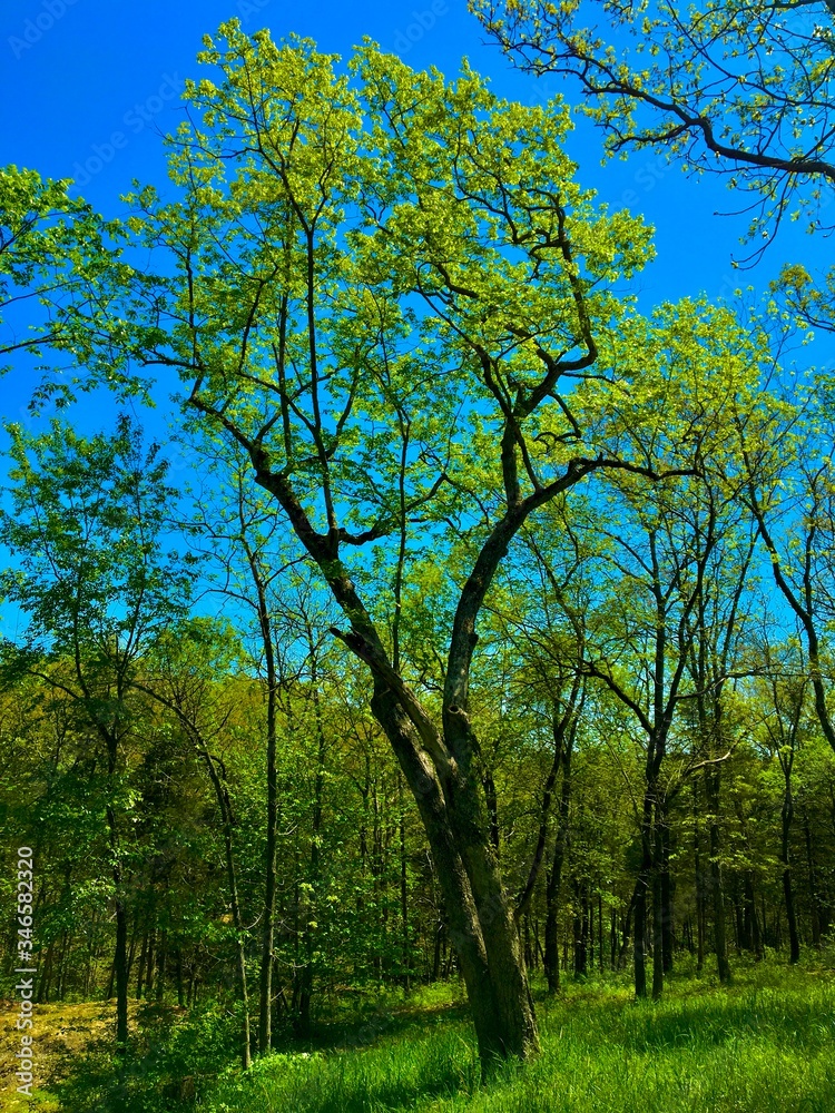 Fototapeta premium trees in the park