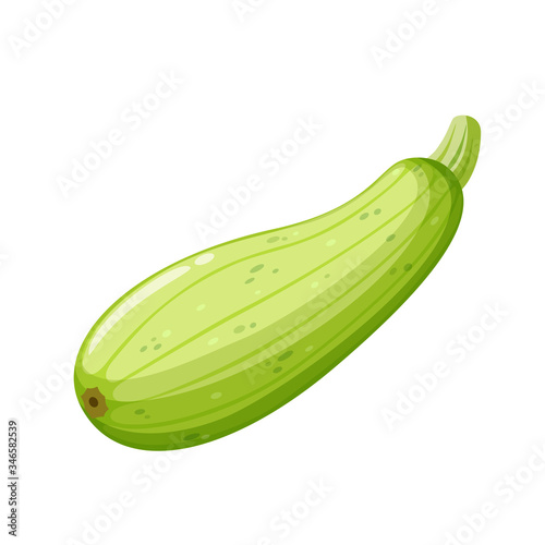 Cartoon squash on white background, healthy food, vegetable harvest. Vector.