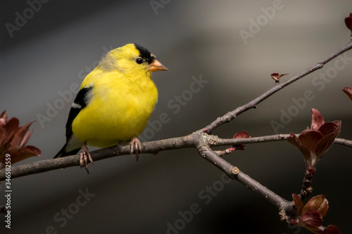 american gold finch on branch