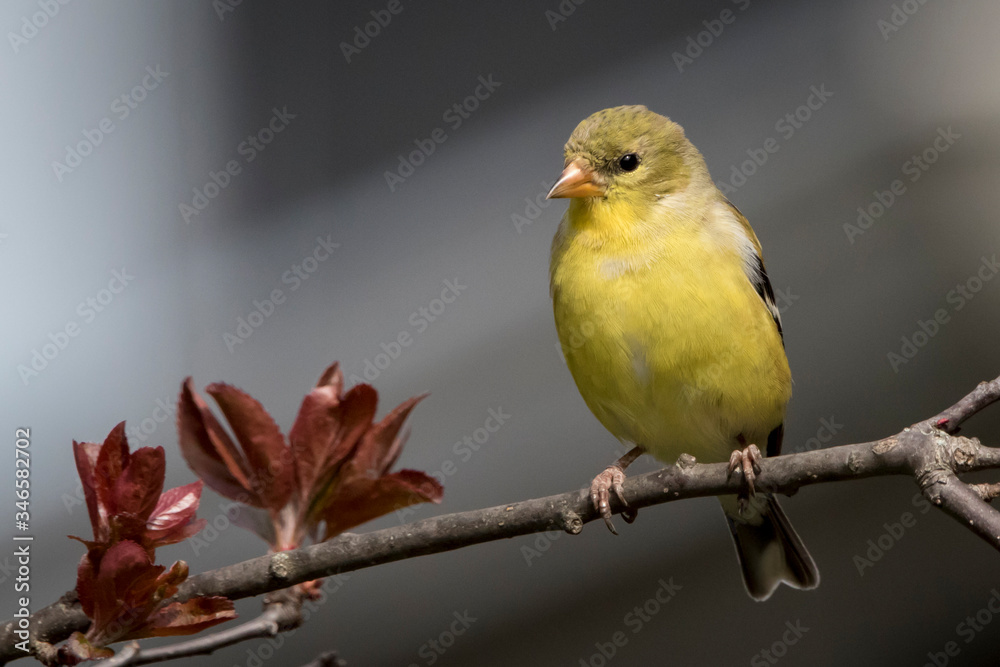 Fototapeta premium female american gold finch on branch