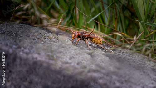 Asian giant hornet. Murder hornets. One vespa mandarinia in spring. Lausanne, Switzerland. photo