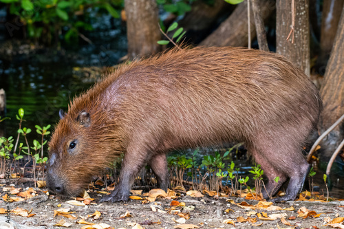 capybara in nature