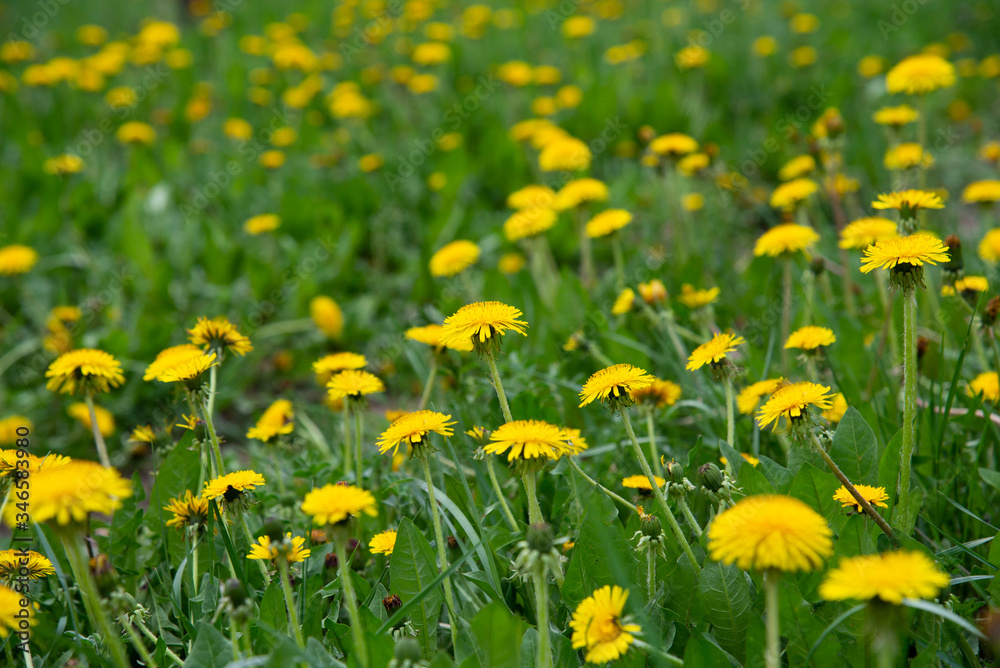Close green field with yellow dandelions.