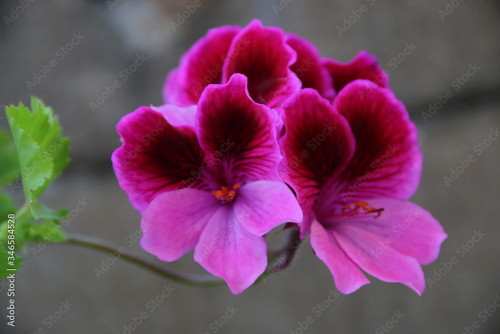 flores de tonos rosados y rojos sobre fondo gris y hojas verdes flores de tonos rosados y rojos sobre fondo gris y hojas verdes