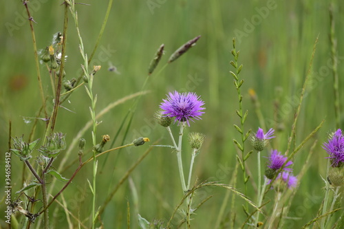 wild flowers in the field