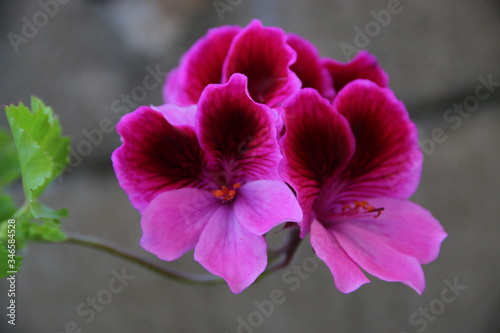 flores de tonos rosados y rojos sobre fondo gris y hojas verdes