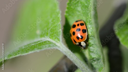 Ladybird beetle sitting on a leaf in a garden