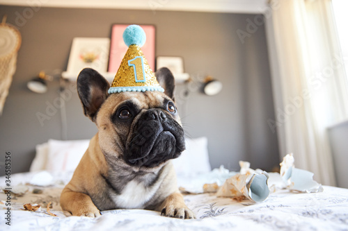 Photography French Bulldog's first birthday