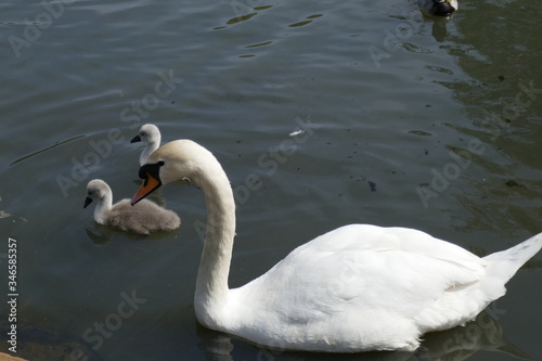 Swans with cygnets