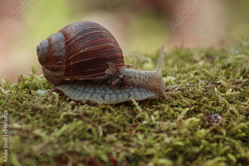 Snail in the forest