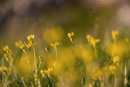 yellow flowers on a blurred background